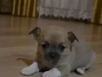 Самый красивый щенок из помёта чихуахуа.