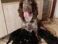 Щенки спаниеля даром