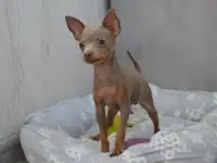 Лиловые тойчики