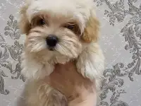 Мальтипу