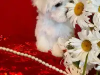 Щенки мальтийской болонки. Мальтезе., фотография 3