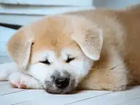 Акита ину щенки