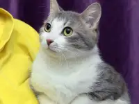 Невероятно красивая и добрая кошка Люми в хорошие руки, фотография 2