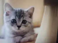 отдам котят