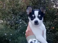 Той терьер