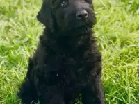 Русский Черный Терьер.