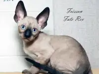 Корниш-рекс котята, фотография 3