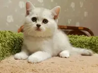 Очаровательный беленький котенок