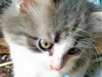 СИБИРСКИЕ ЧУДЕСНЫЕ КОТЯТА, фотография 7