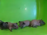Малыши морской свинки Скинни, фотография 2