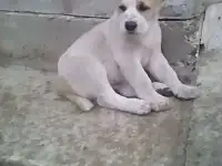 Щенки САО
