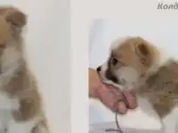 Щенки вельш корги пемброка, фотография 5