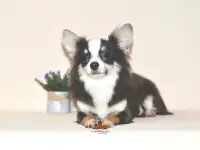 Вязка с Чемпионом. Очень красивый кобель чихуахуа., фотография 9