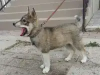 потерялся щенок лайки