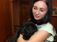 Породистые щенки РКФ Лабрадора