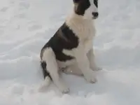 Щенки Алабая