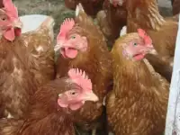 КУРЫ НЕСУШКИ и МОЛОДКИ