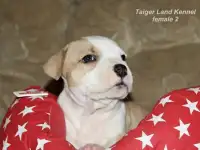 Американский стафф с документами РКф