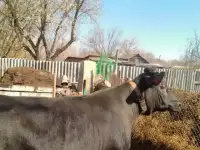 Домашние хозяйство