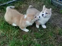 Щенки корги пемброк и кардиган