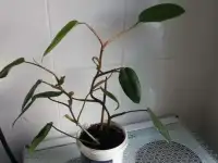 Комнатный цветок с горшком
