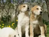 Продаются щенки среднеазиатской овчарки!