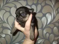 чихуашки