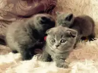 Шотландские котята, фотография 3