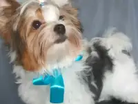 Мини голубоглазый мальчик