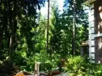 Спилить дерево на участке Верея.