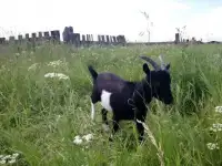Срочно продам двух коз. Недорого.