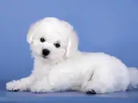 Щенок бишон Фризе мальчик SNOW WHITE LAMB, фотография 3
