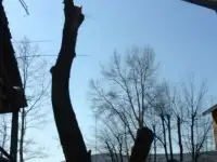 Расчистка дач, Спил деревьев, фотография 8