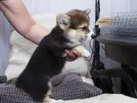Вельш-корги пемброк - шикарные щенки, фотография 7