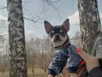 Чихуахуа, фотография 4