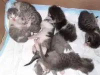 Шотландские котята, фотография 4