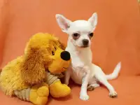 Девчушки на подушки, фотография 2