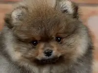 Щенки шпица 3 месяца