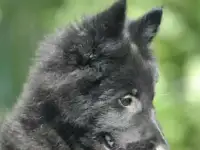 Продаются щенки бельгийской овчарки, фотография 4