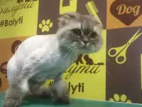 Стрижка кошек и котов в Бибирево. Груминг салон 
