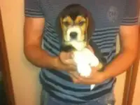 Щенок Бигль