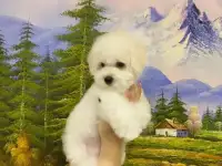 Бишон Фризе, фотография 5