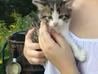 Котята