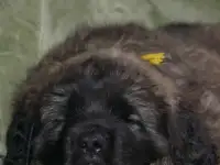 Леонбергер. Продаются щенки, фотография 3