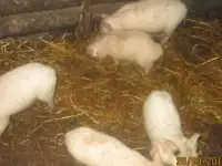 Продам поросят, фотография 2