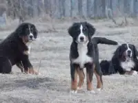 щенки бернского зенненхунда, фотография 3