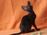 Котята породы корниш рекс, фотография 2