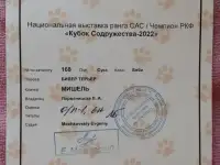 Предлагаются к продаже щенки бивера, фотография 2