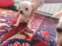 Продам щенят Чихуахуа, фотография 2