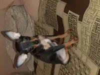 Продаётся щенок